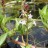 Вахта трехлистная, набор из 3-5 растений - Menyanthes trifoliata, соцветие