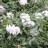 Пион древовидный, сеянцы  белого пиона с темной серединой , Paeonia suffruticosa  - Пион древовидный, белый с темной серединой. Цветение.