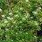 Дерен белый "Сибирика", Сornus alba "Sibirica" - Дерен белый "Сибирика", цветение