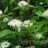 Дерен белый "Сибирика", Сornus alba "Sibirica" - Дерен белый "Сибирика", соцветия
