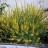 Дрок, Genista, набор из 3 растений - Дрок, Genista. Цветущий куст.