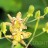 Трициртис широколистный, Тricyrtis latifolia - Трициртис широколистный, Тricyrtis latifolia