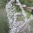 Полынь Стеллера,  Artemisia stelleran - Polyn' dekorativnaya1g.jpg