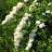 Спирея ниппонская, Spiraea nipponica - Спирея ниппонская, Spiraea nipponica, ветви с цветами.
