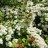 Спирея ниппонская, Spiraea nipponica - Спирея ниппонская, Spiraea nipponica, цветы