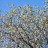 Ива росистая, Salix rorida - Ива росистая, Salix rorida, цветение. Фото Глеба Камалутдинова
