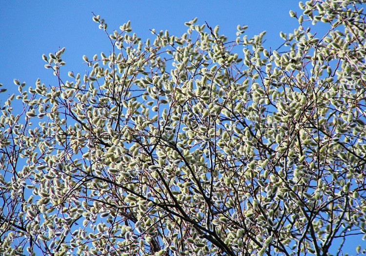 Ива росистая, Salix rorida