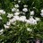 Лук зебданский, Allium zebdanense - Лук зебданский, Allium zebdanense