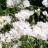 Лук зебданский, Allium zebdanense - Лук зебданский, Allium zebdanense, цветы