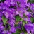 Колокольчик крапиволистный, Campanula trachelium - Колокольчик крапиволистный, Campanula trachelium, цветы.