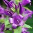 Колокольчик крапиволистный, Campanula trachelium - Колокольчик крапиволистный, Campanula trachelium, цветы и бутоны.