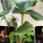 Аризема белоснежнейшая, Arisaema candidissimum - Аризема белоснежнейшая, Arisaema candidissimum