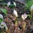 Аризема белоснежнейшая, Arisaema candidissimum - Аризема белоснежнейшая, Arisaema candidissimum, цветение.