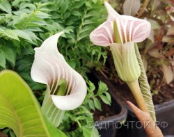 Аризема белоснежнейшая, Arisaema candidissimum