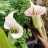 Аризема белоснежнейшая, Arisaema candidissimum - Аризема белоснежнейшая, Arisaema candidissimum, цветки.