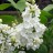 Сирень «Флора» - Syringa_Flora_2.jpg