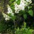 Сирень «Флора» - Syringa_Flora.jpg