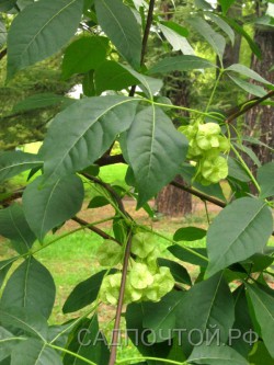 Птелея трехлистная, или кожанка (вязовник), Рtelea trifoliata