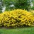 Рододендрон желтый, Rhododendron luteum - Рододендрон желтый или азалия понтийская, Rhododendron luteum