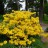 Рододендрон желтый, Rhododendron luteum - Рододендрон желтый или азалия понтийская, Rhododendron luteum, цветение.