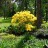 Рододендрон желтый, Rhododendron luteum - Рододендрон желтый или азалия понтийская, Rhododendron luteum, парк.