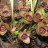 Копытень Зибольда, Asarum sieboldii - Копытень Зибольда, Asarum sieboldii, фото Ирины Никулиной с сайта plantarium.ru