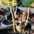 Копытень Зибольда, Asarum sieboldii - Копытень Зибольда, Asarum sieboldii, цветок