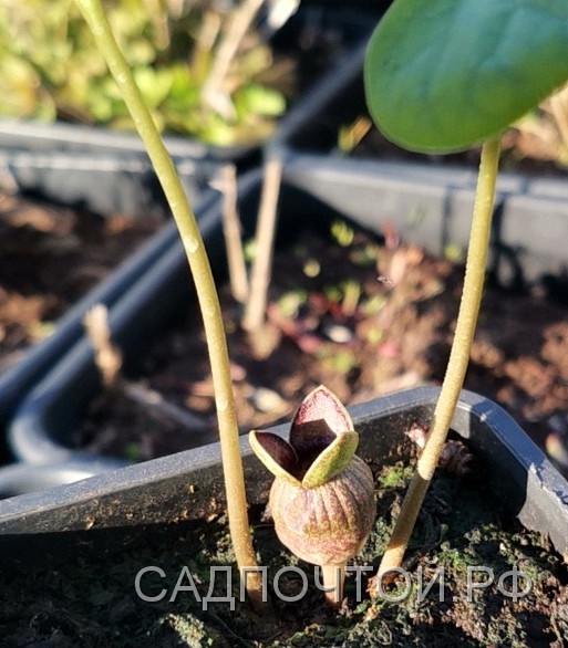 Копытень Зибольда, Asarum sieboldii Редкий дальневосточный цветущий тенелюбивый многолетник. 
- Образует низкий полусферический кустик из округлых серо-зеленых листьев высотой 10 см.
- Цветет рано весной, образуя у основания листьев оригинальные коричнебо-красные цветки. 
- Длительное цветение - три недели.
- Зимостоек, выращивается в открытом грунте в Москве - в Главном Ботаническом Саду.
- Последнее фото - Ирины Никулиной с сайта plantarium.ru 
Наше видео о копытне Зибольда: 
    
        
            
                                        
