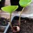 Копытень Зибольда, Asarum sieboldii - Копытень Зибольда, Asarum sieboldii