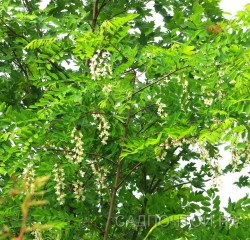 Акация белая или робиния лжеакация, Robinia pseudoacacia, сеянцы местной, устойчивой формы