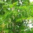 Акация белая или робиния лжеакация, Robinia pseudoacacia, сеянцы местной, устойчивой формы - Акация белая или робиния лжеакация, Robinia pseudoacacia. Цветение.