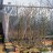 Клен ясенелистный или американский, Acer negundo, набор 3 и более растений - Клен ясенелистный. Саженцы.

