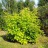 Клен ясенелистный или американский, Acer negundo, набор 3 и более растений - Клен ясенелистный или американский, Acer negundo