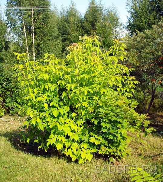 Клен ясенелистный или американский, Acer negundo, набор 3 и более растений Три саженца по более низкой, "оптовой" цене.