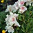 Рододендрон кавказский, Rhododendron caucasicum, вечнозеленый - Рододендрон кавказский, Rhododendron caucasicum, вечнозеленый. Фото - Марина Скотникова.