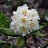 Рододендрон кавказский, Rhododendron caucasicum, вечнозеленый - Рододендрон кавказский, Rhododendron caucasicum, вечнозеленый, соцветие. Фото - Марина Скотникова.
