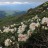 Рододендрон кавказский, Rhododendron caucasicum, вечнозеленый - Рододендрон кавказский, Rhododendron caucasicum, вечнозеленый, Кавказ. Фото - Татьяна Винокурова.