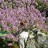 Тимьян или чабрец ползучий, Thymus serpyllum - Тимьян ползучий, Thymus serpyllum, цветение.